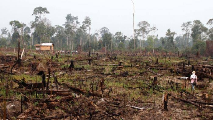 Ilustrasi Kawasan Taman Nasional Tesso Nilo digarap secara ilegal (foto/int)